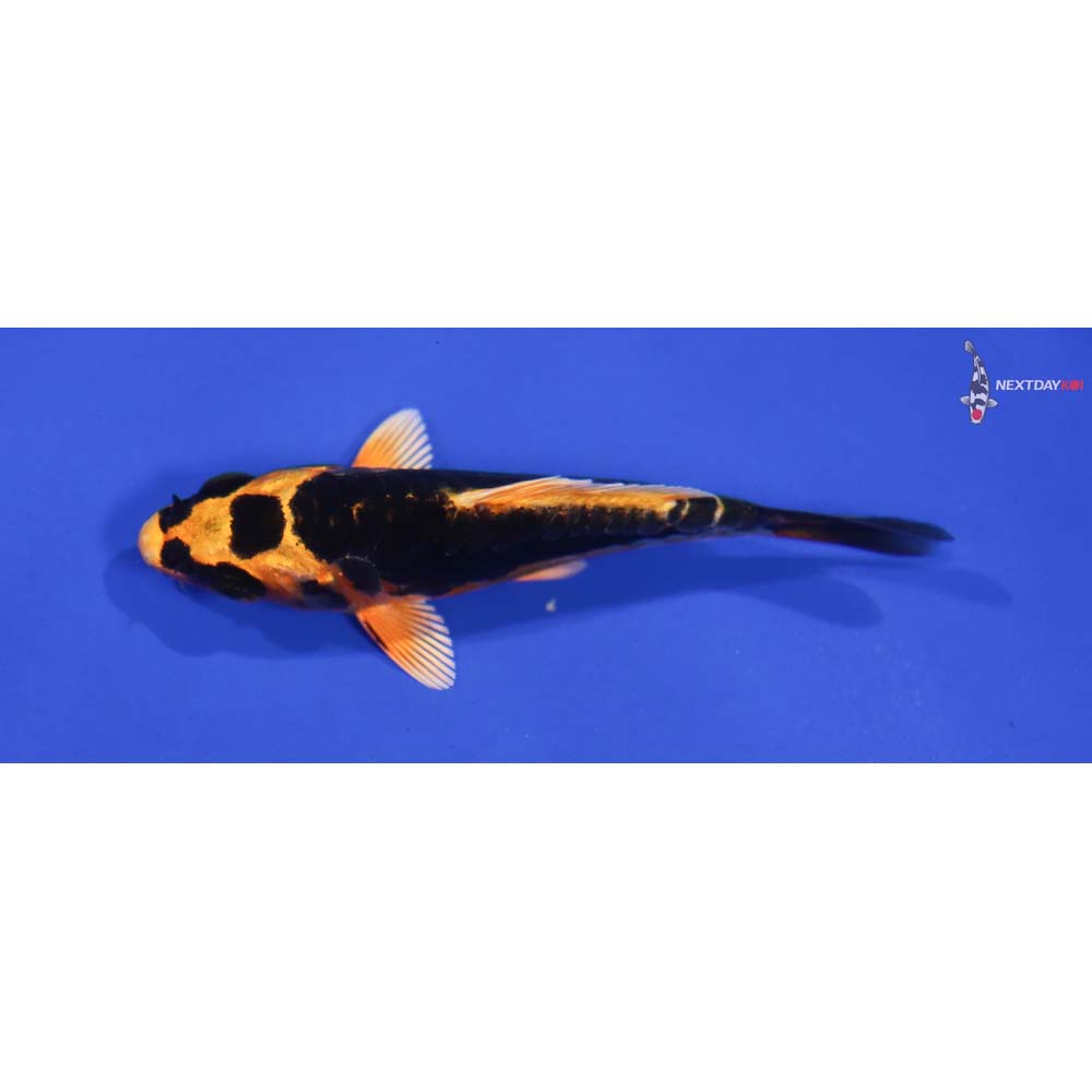 3.5” Imported Kin Kikokuryu