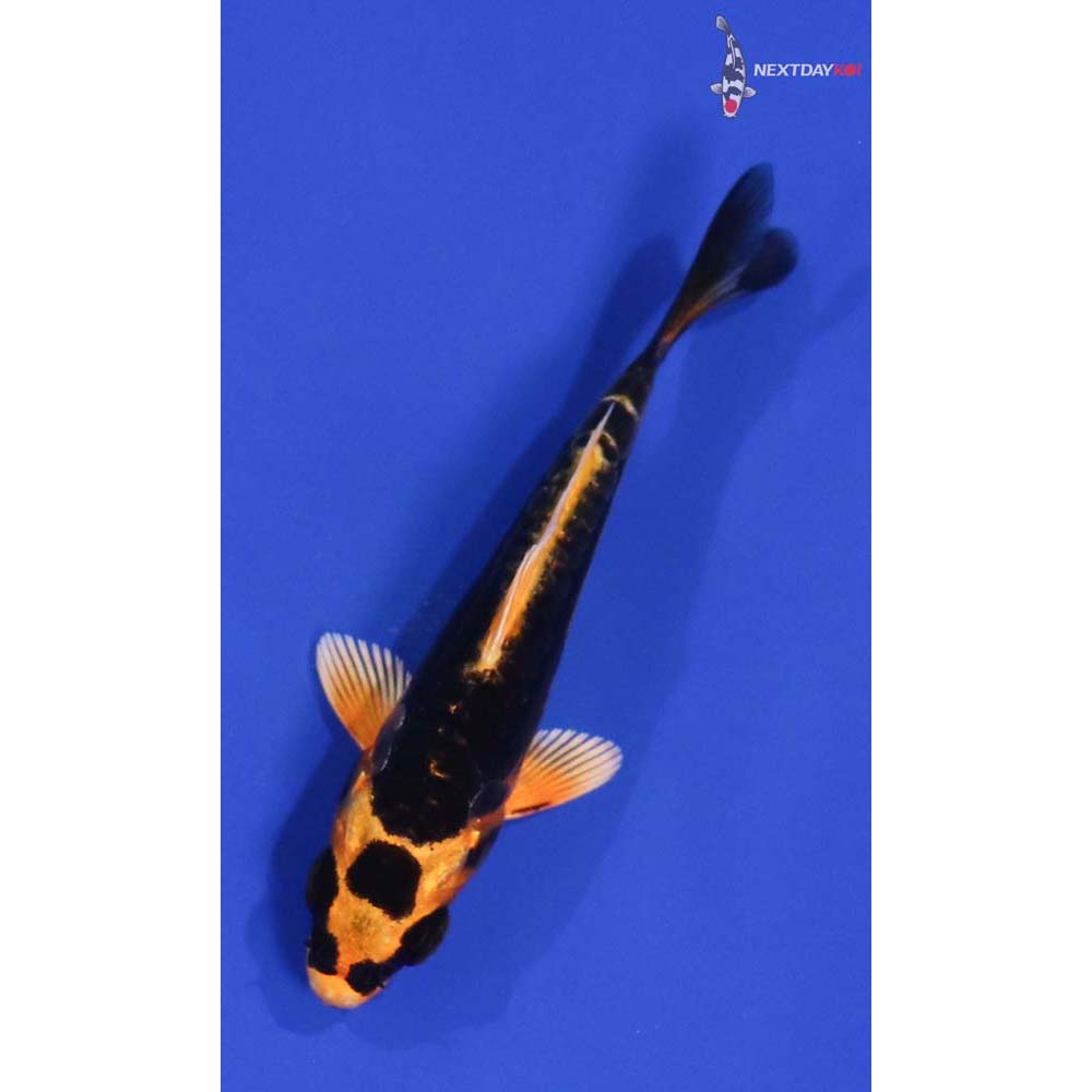 3.5” Imported Kin Kikokuryu