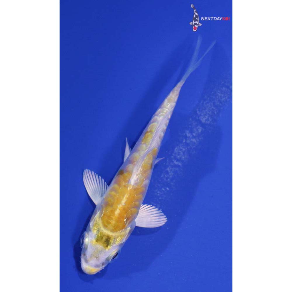 3” Imported Lemon Hariwake