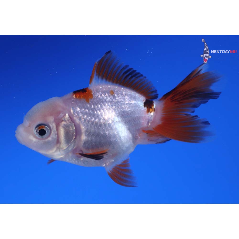 3” Imported Tri Color Oranda