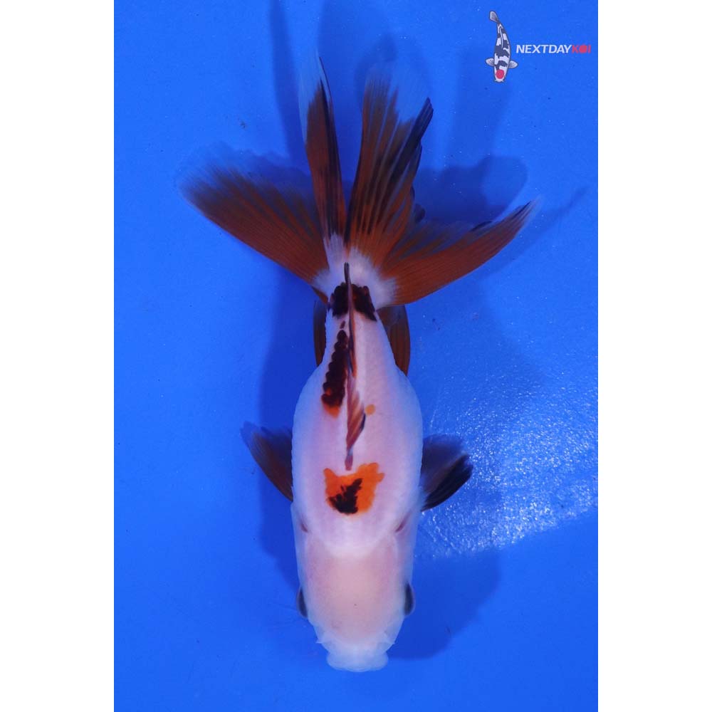 3” Imported Tri Color Oranda