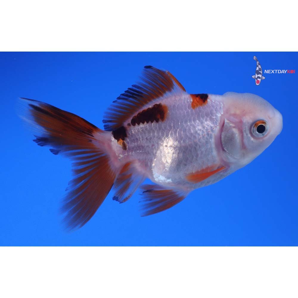 3” Imported Tri Color Oranda