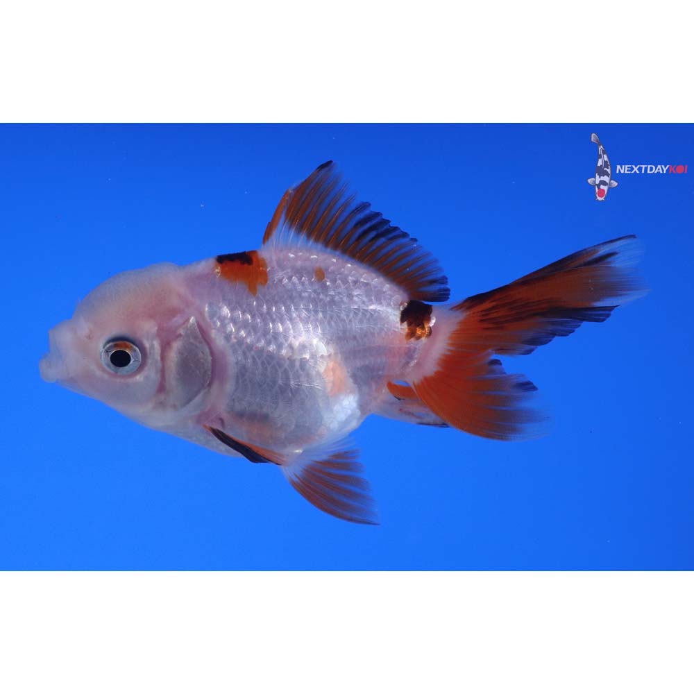 3” Imported Tri Color Oranda