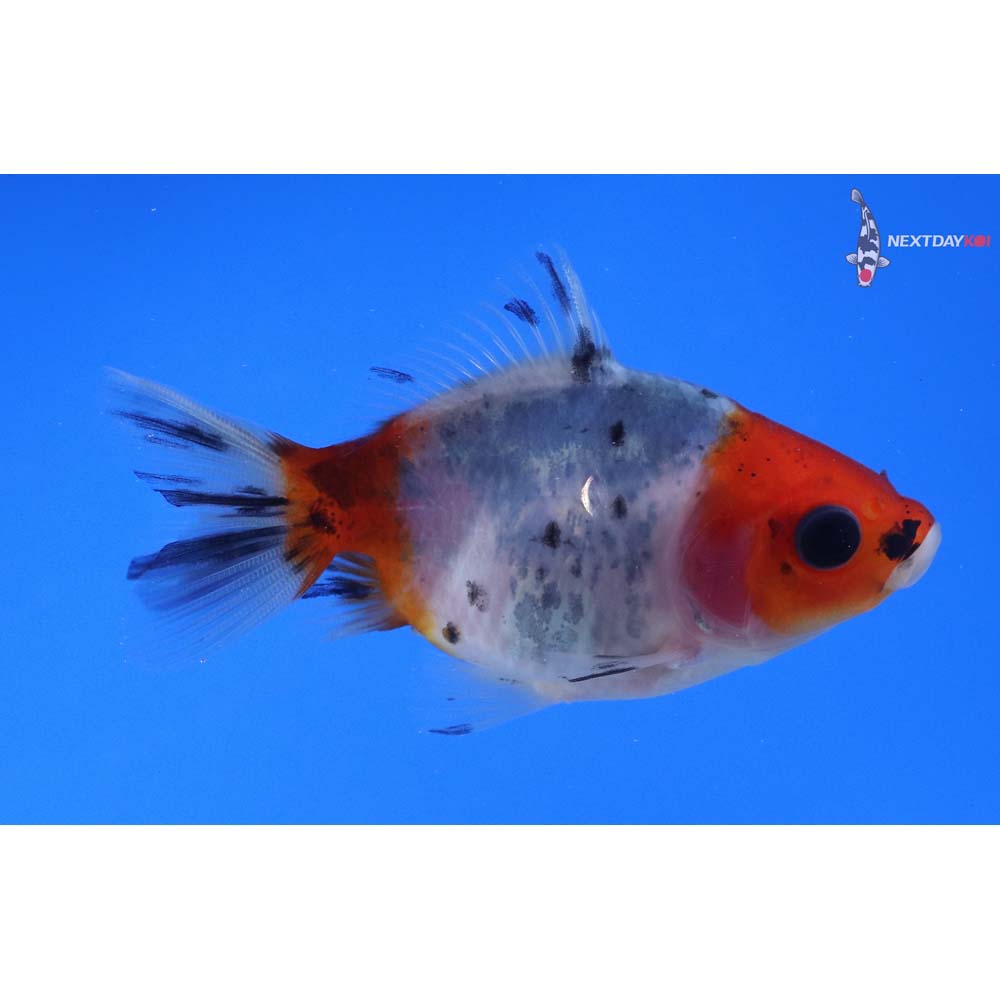 2.5” Imported Calico Fantail