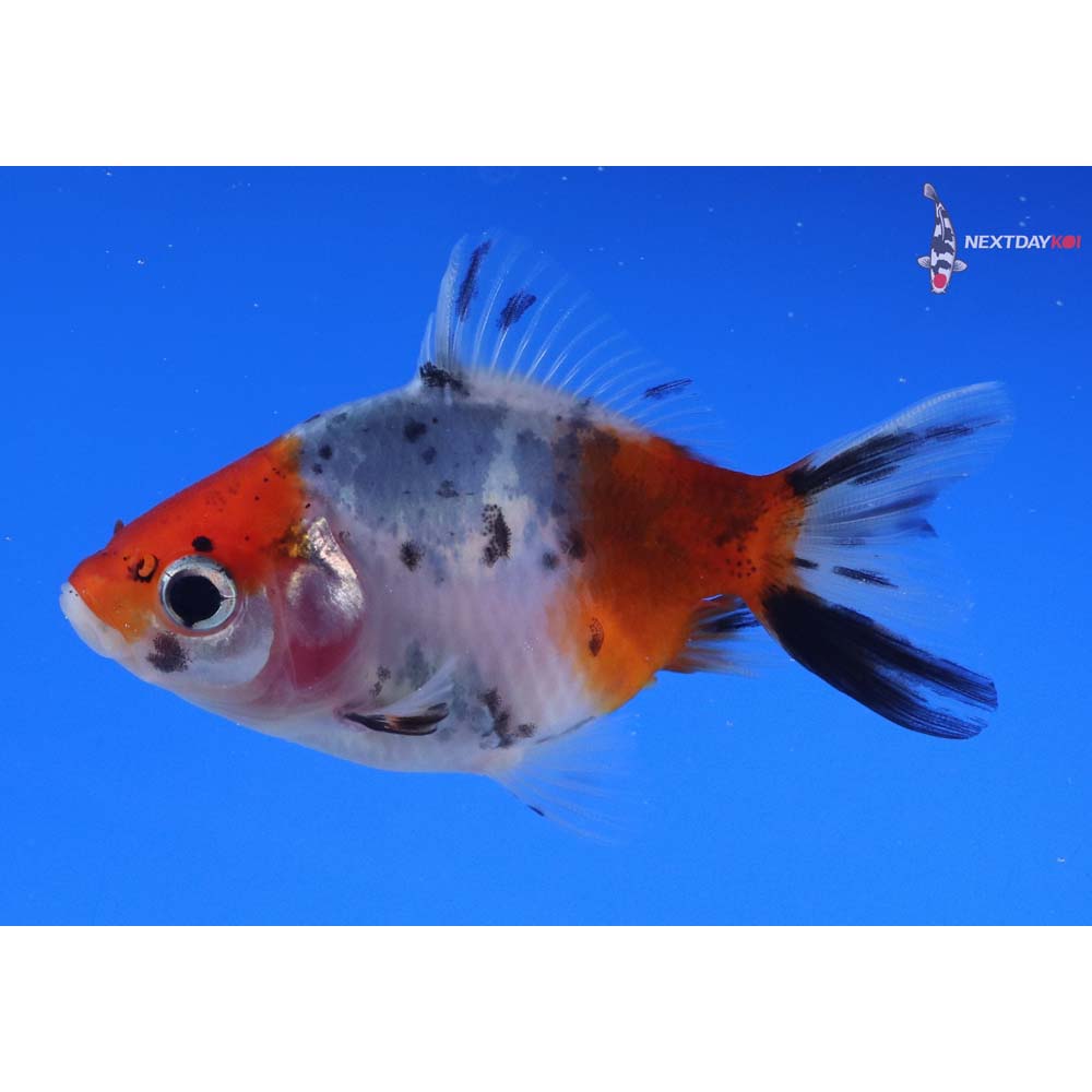 2.5” Imported Calico Fantail