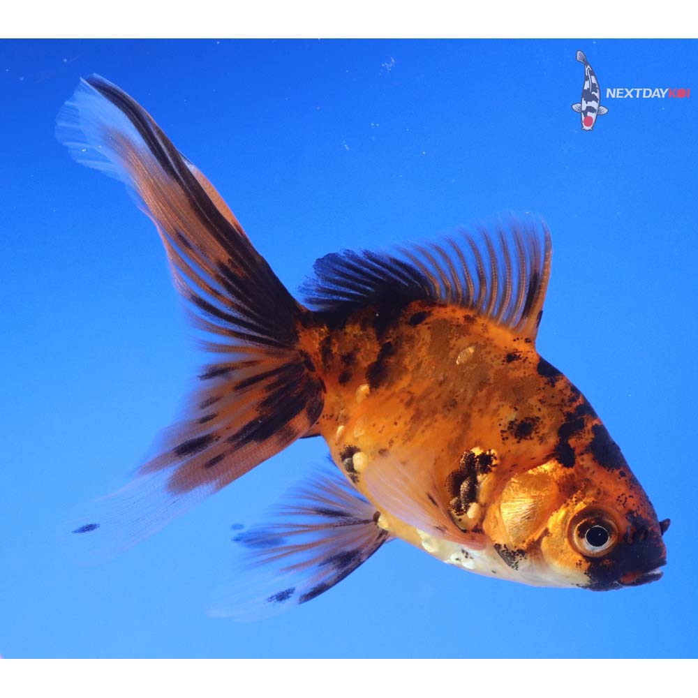 3.5” Imported Calico Fantail