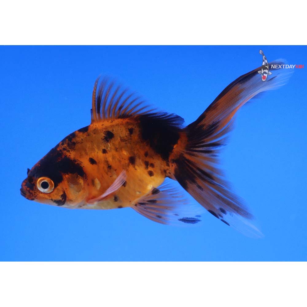 3.5” Imported Calico Fantail