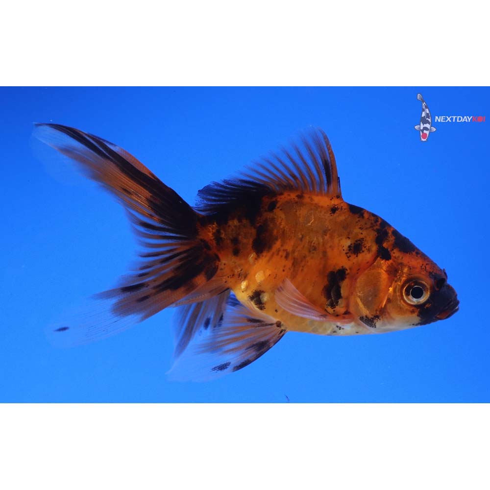 3.5” Imported Calico Fantail