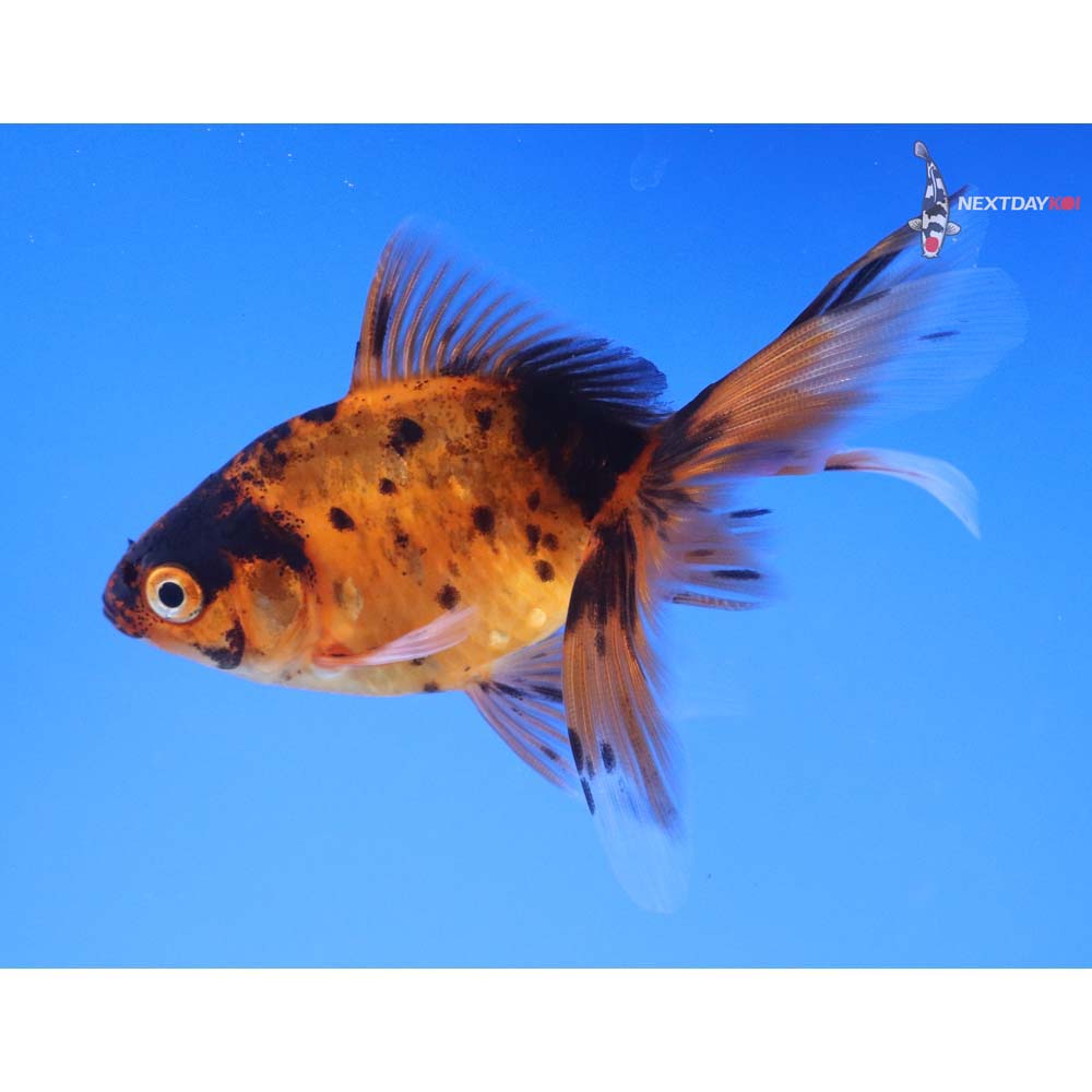 3.5” Imported Calico Fantail