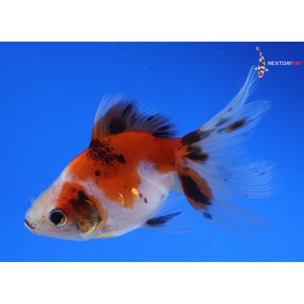 3.5” Imported Calico Ryukin