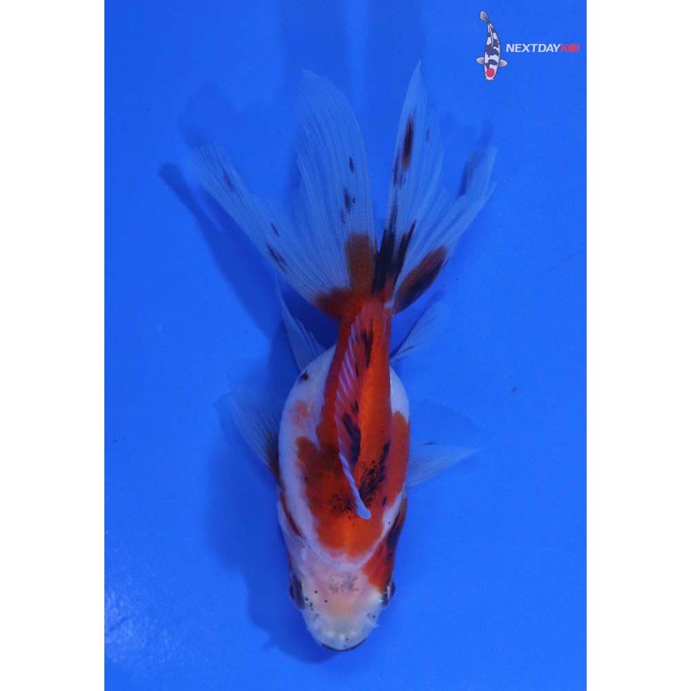 3.5” Imported Calico Ryukin
