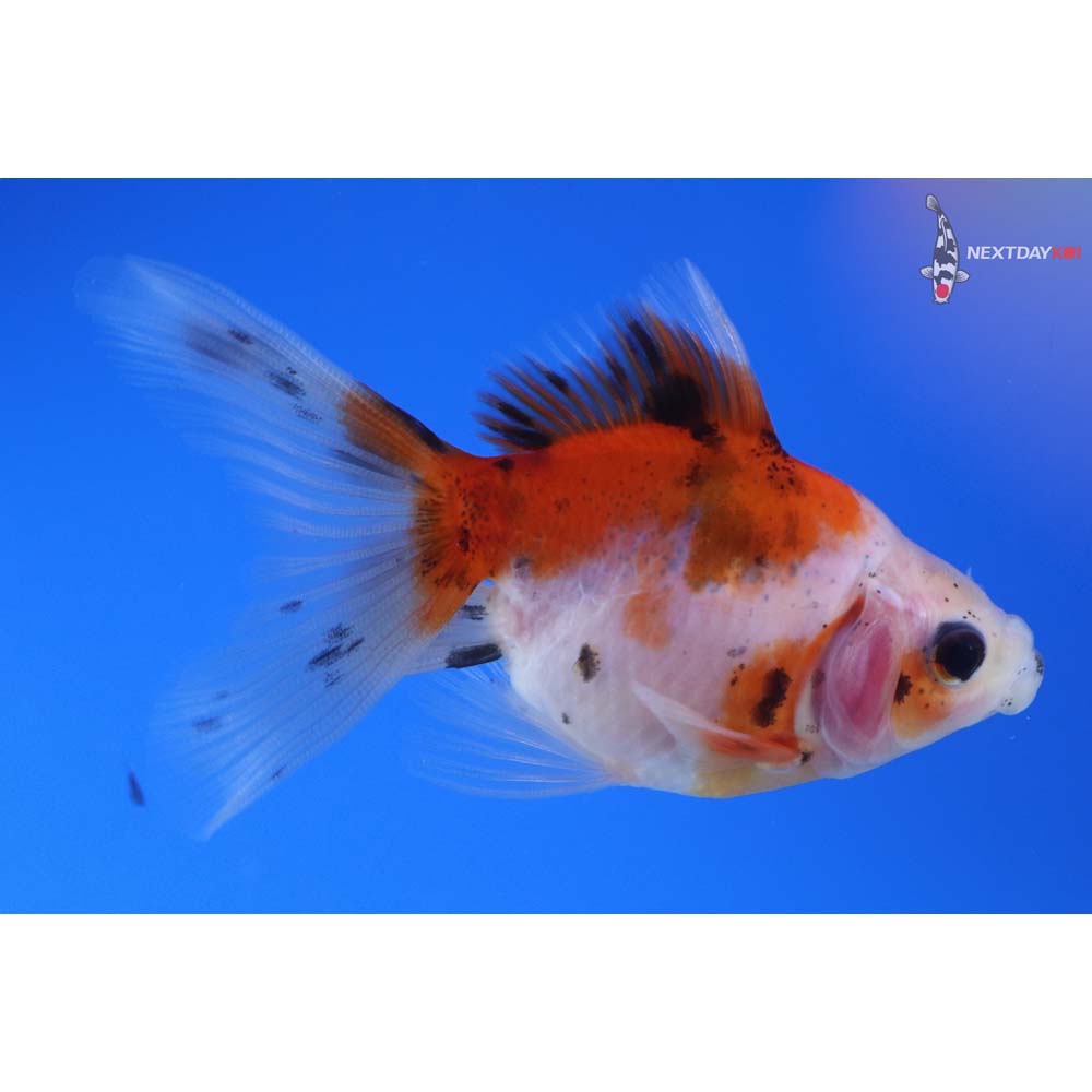 3.5” Imported Calico Ryukin