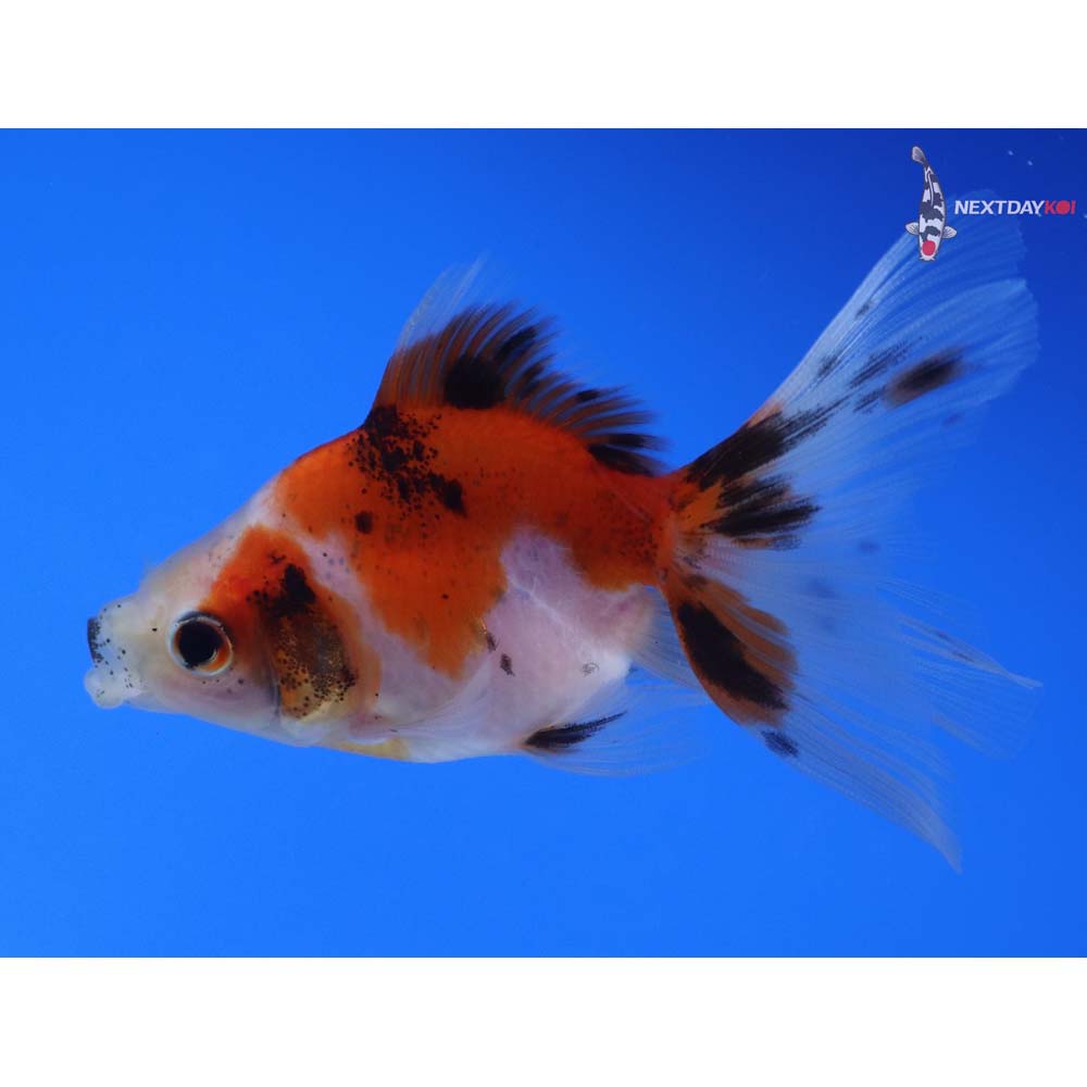 3.5” Imported Calico Ryukin