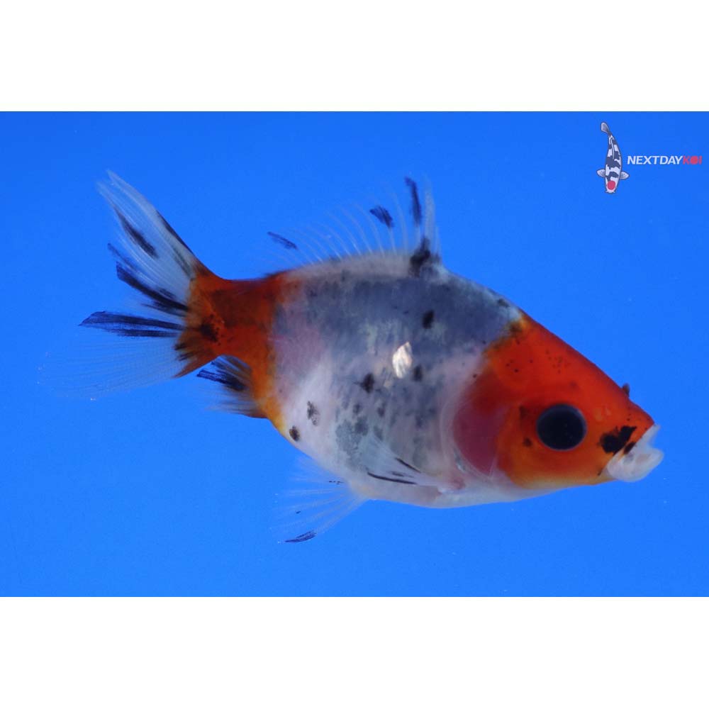 2.5” Imported Calico Fantail