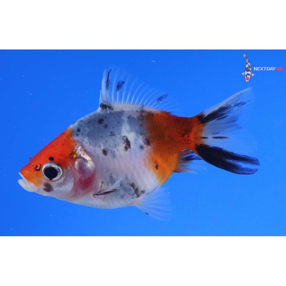 2.5” Imported Calico Fantail