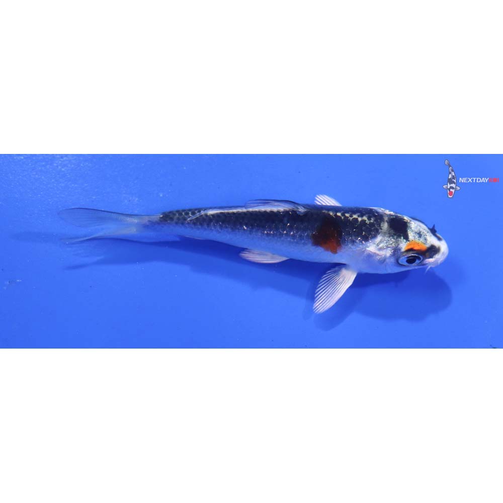 3” Imported Kujaku