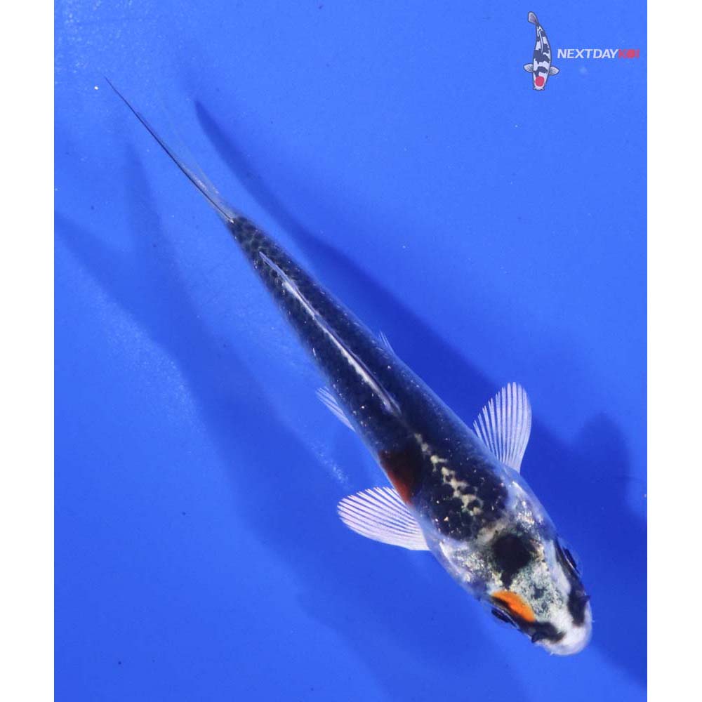 3” Imported Kujaku