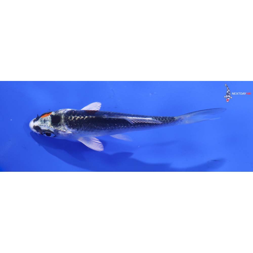 3” Imported Kujaku