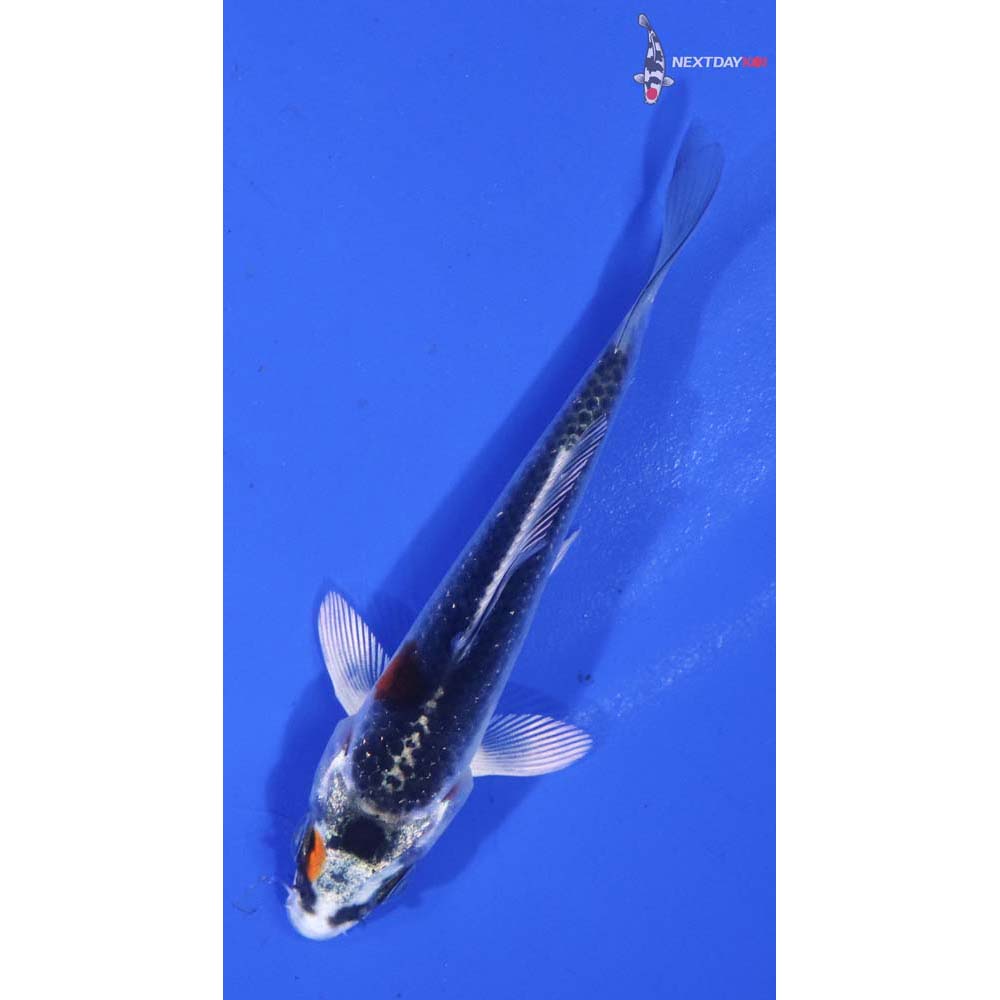 3” Imported Kujaku
