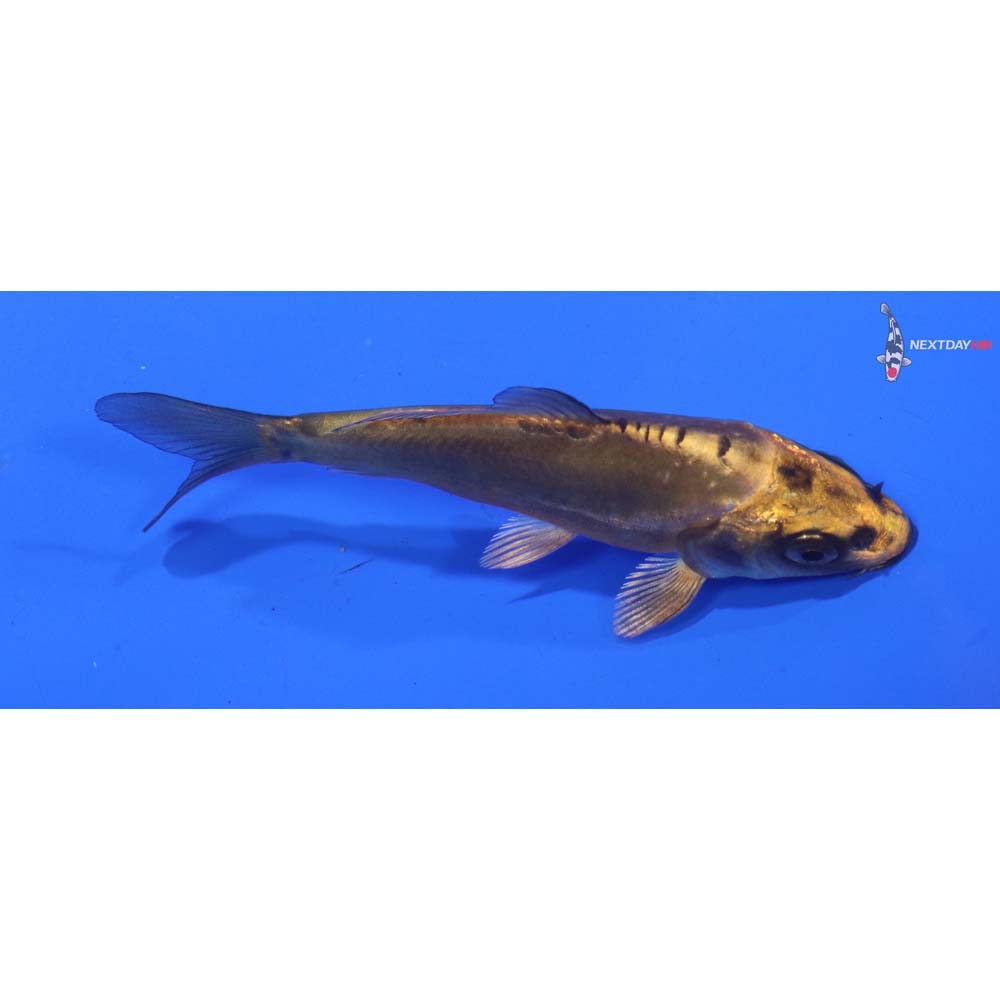 3.5” Imported Kin Kikokuryu