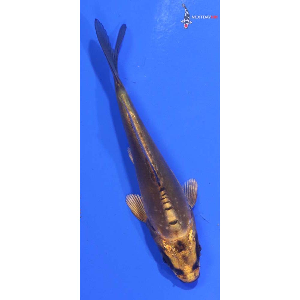 3.5” Imported Kin Kikokuryu
