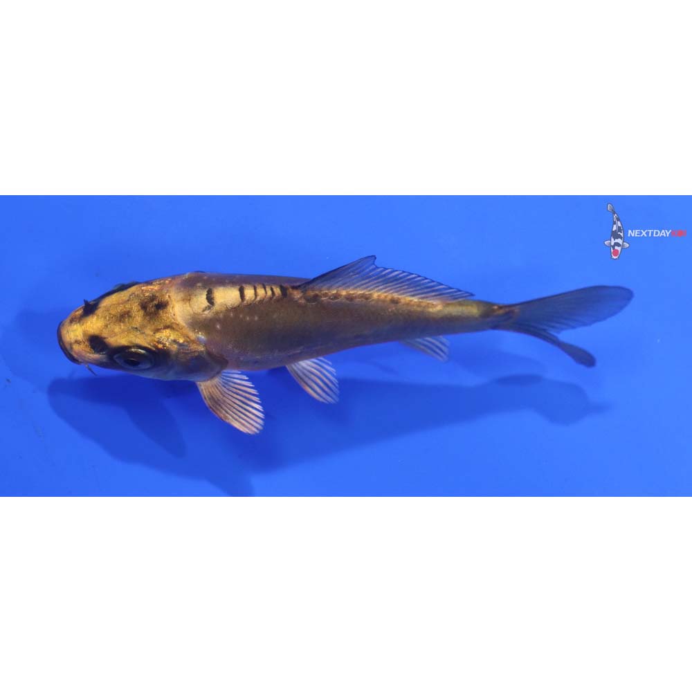 3.5” Imported Kin Kikokuryu
