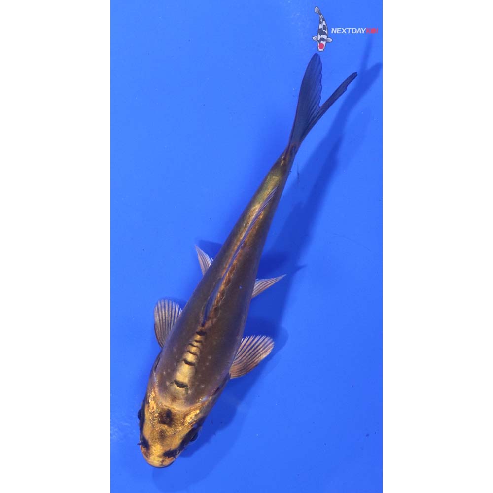 3.5” Imported Kin Kikokuryu