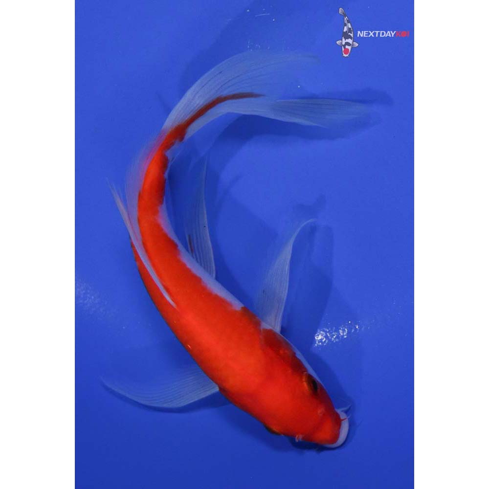 7” Imported Kohaku Butterfly Koi