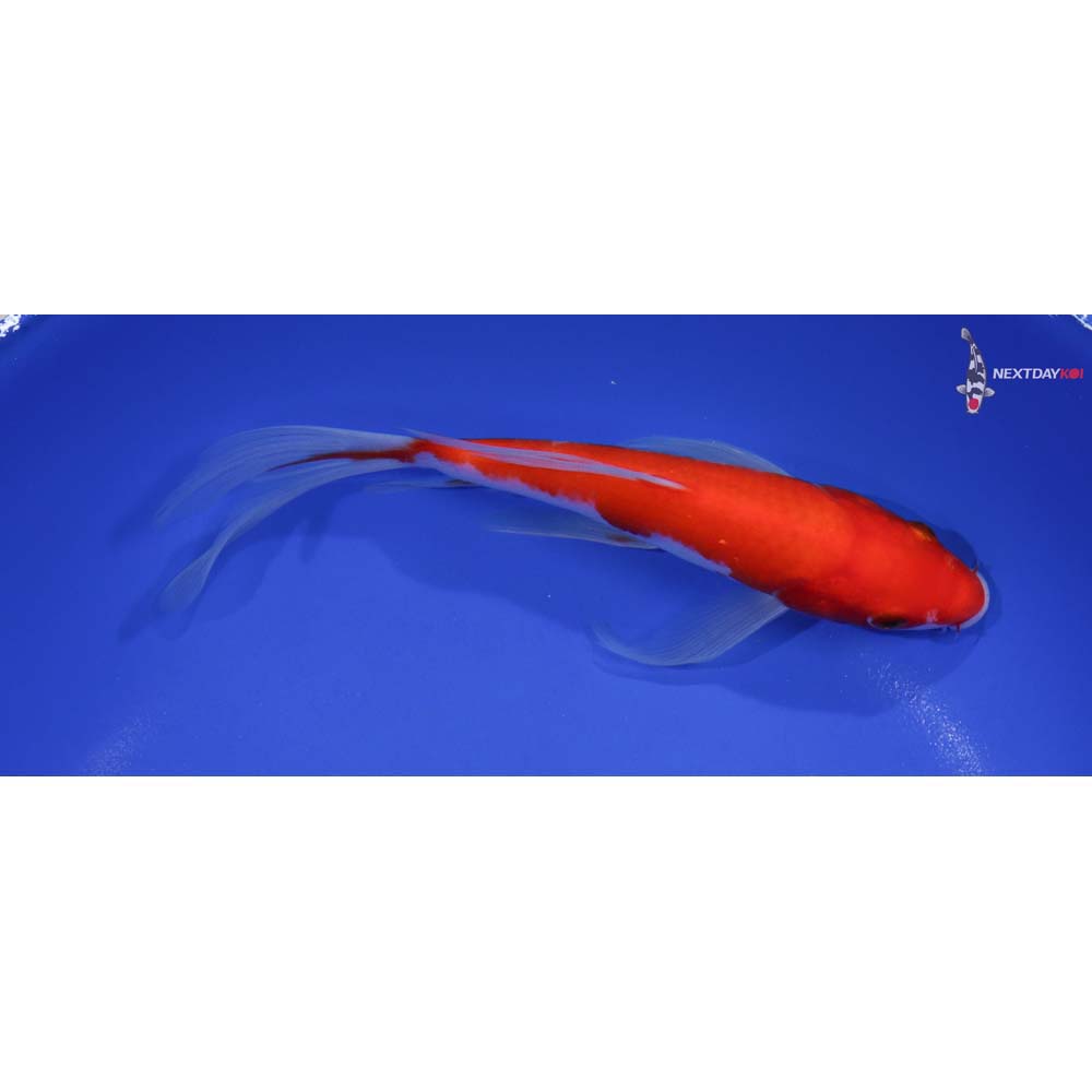 7” Imported Kohaku Butterfly Koi