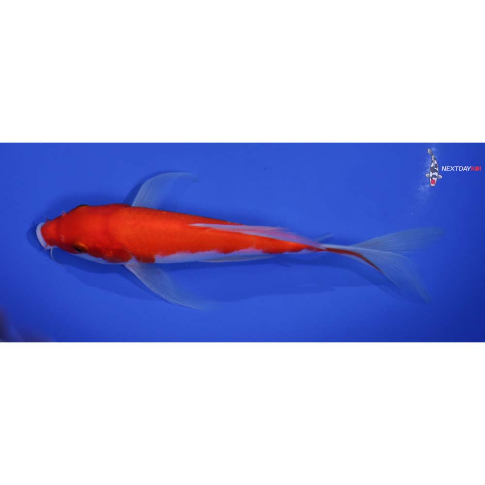 7” Imported Kohaku Butterfly Koi