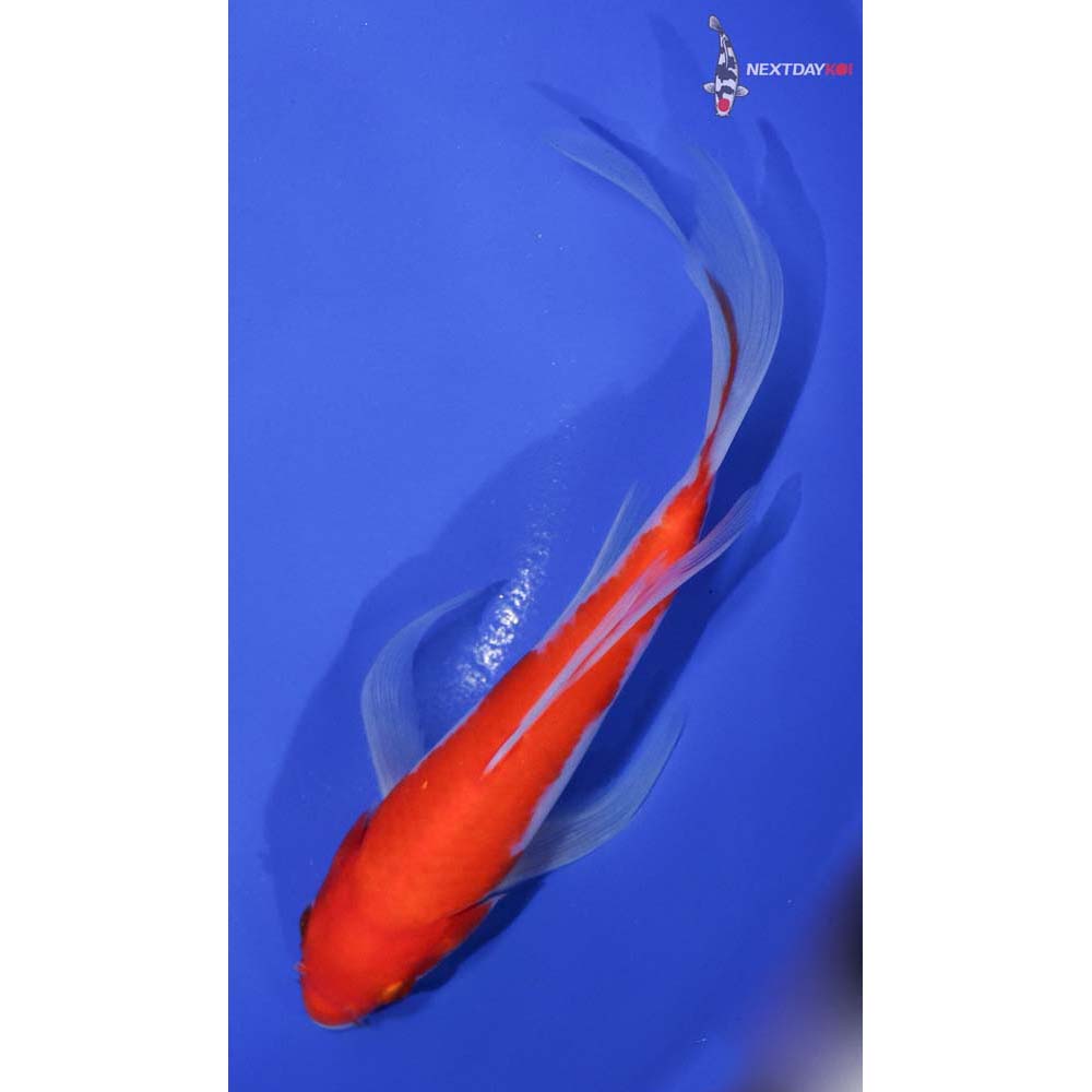 7” Imported Kohaku Butterfly Koi