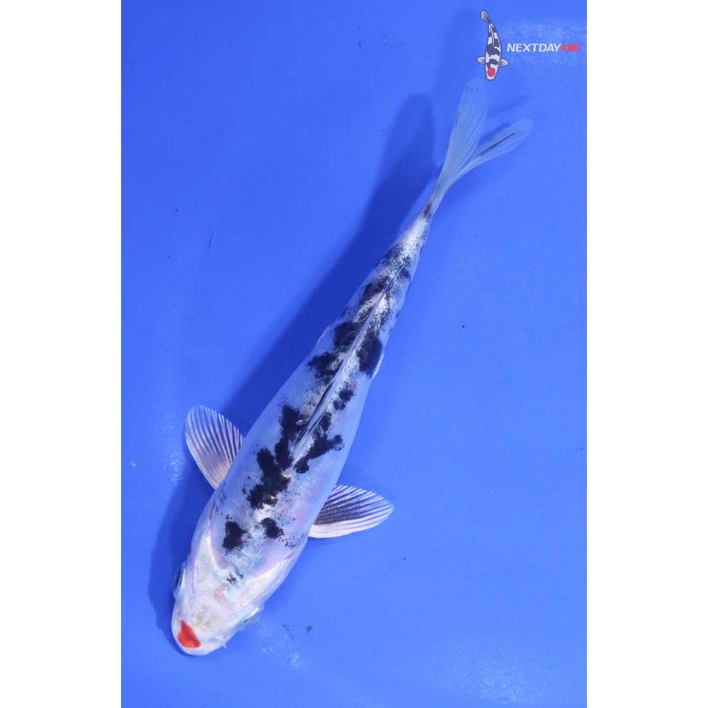 5” Imported Heisei Nishiki