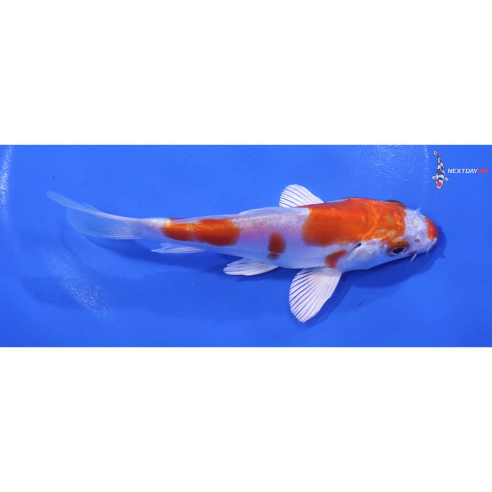 5” Imported Kikusui