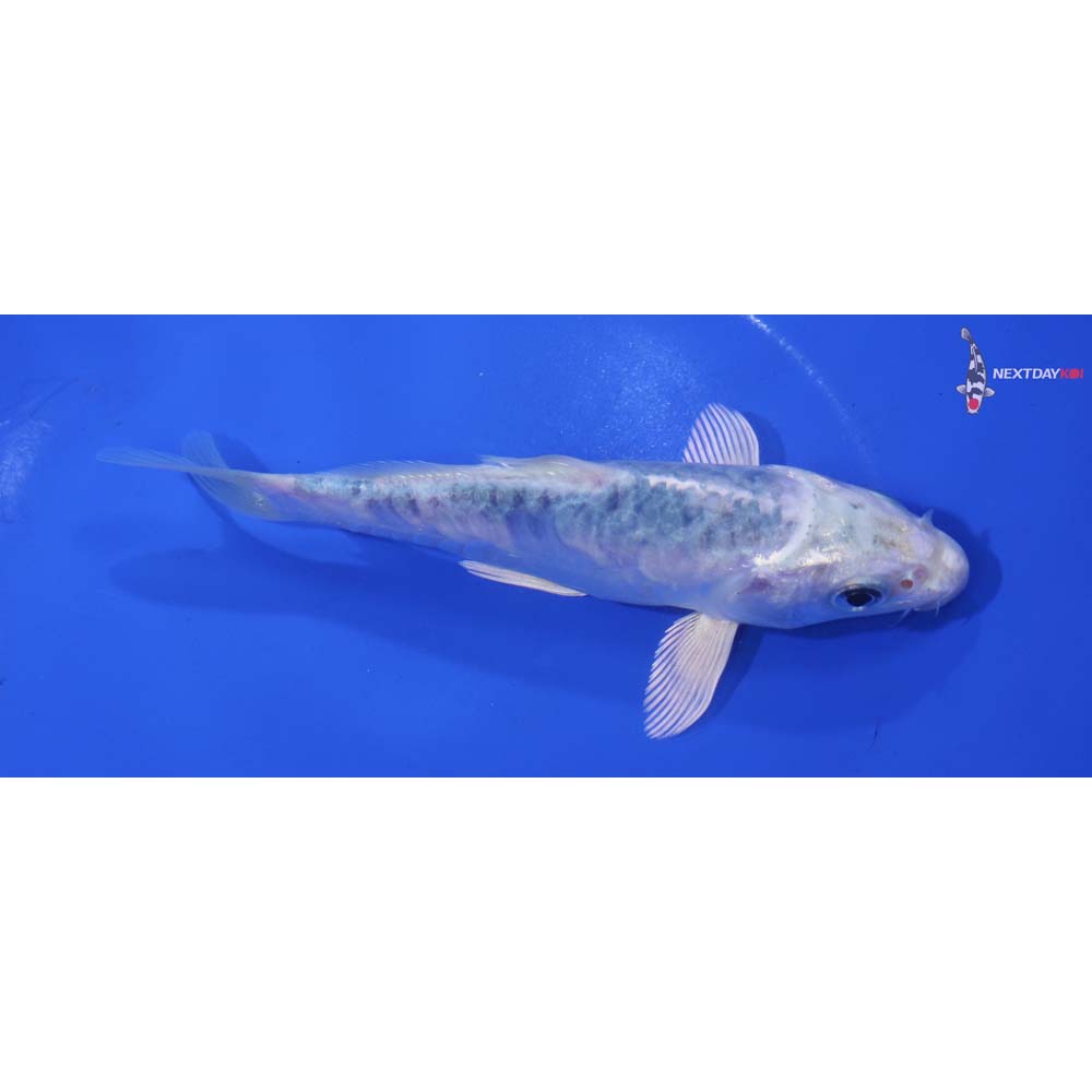 5.5” Imported Armor Scaled Gin Matsuba