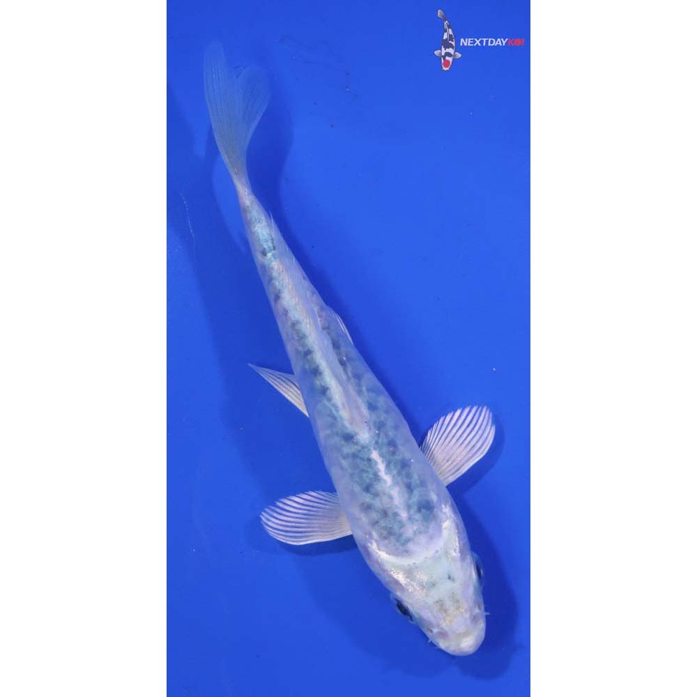 5.5” Imported Armor Scaled Gin Matsuba