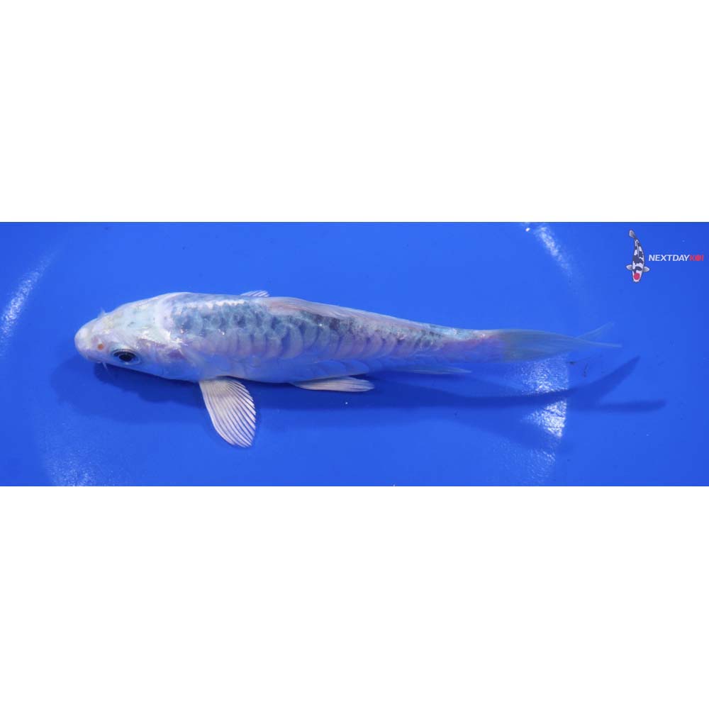 5.5” Imported Armor Scaled Gin Matsuba