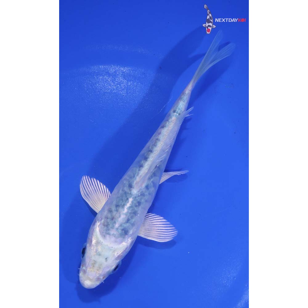 5.5” Imported Armor Scaled Gin Matsuba