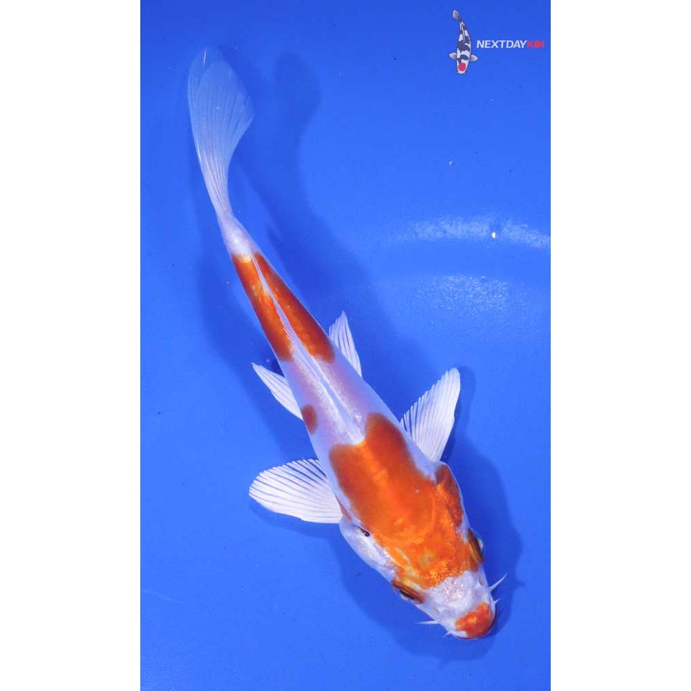5” Imported Kikusui