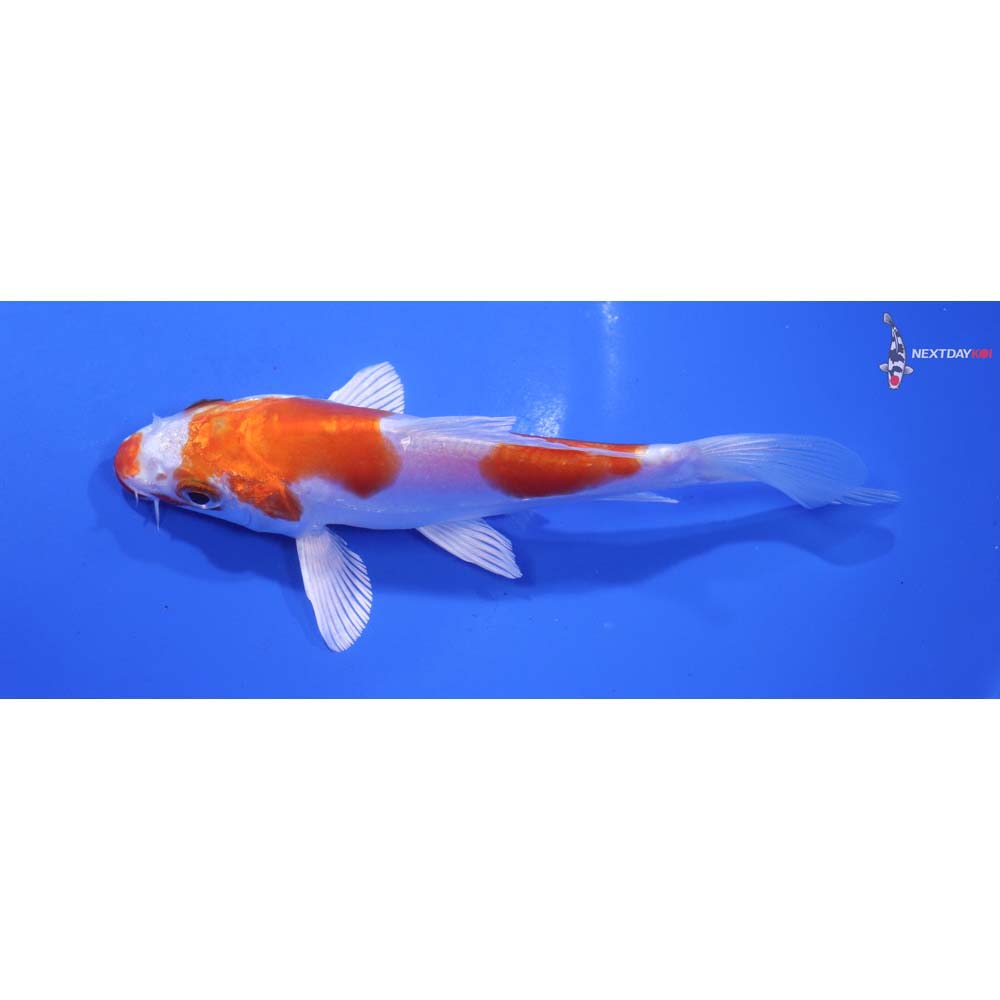 5” Imported Kikusui