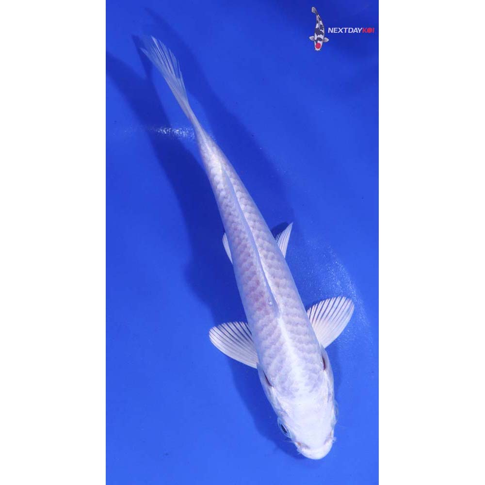 5.5” Imported Platinum Ogon