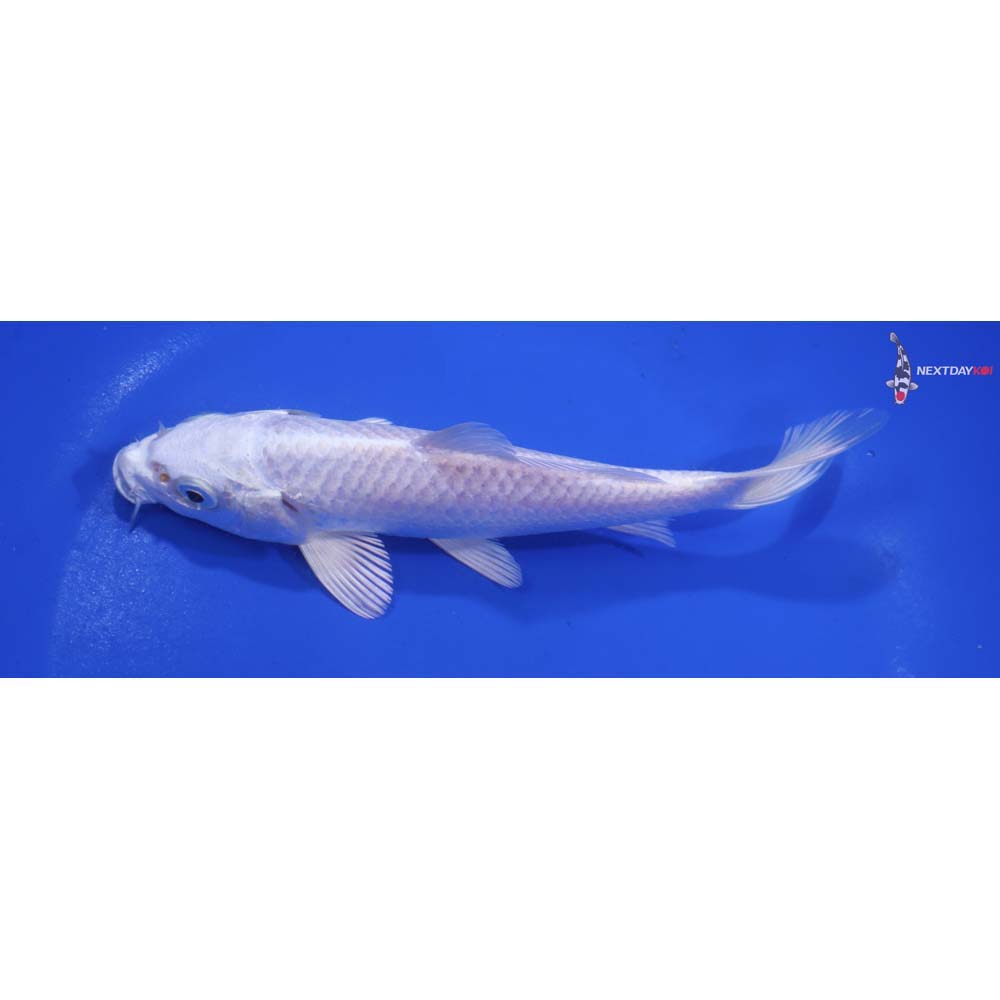 5.5” Imported Platinum Ogon