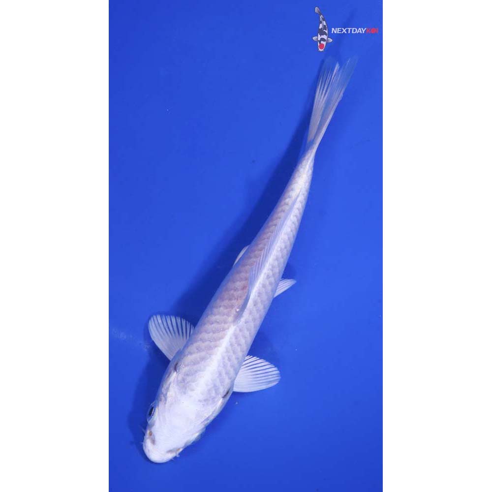 5.5” Imported Platinum Ogon