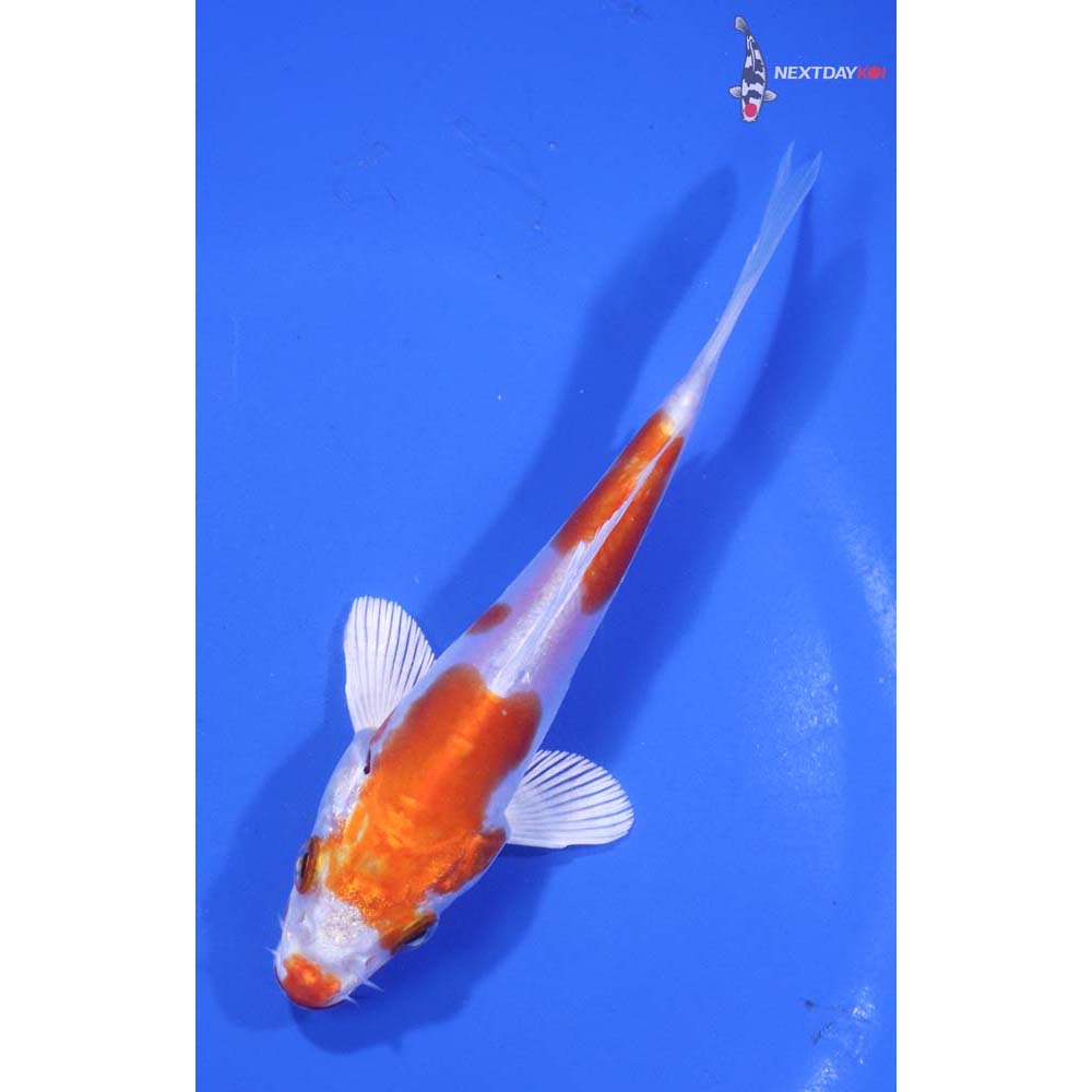 5” Imported Kikusui
