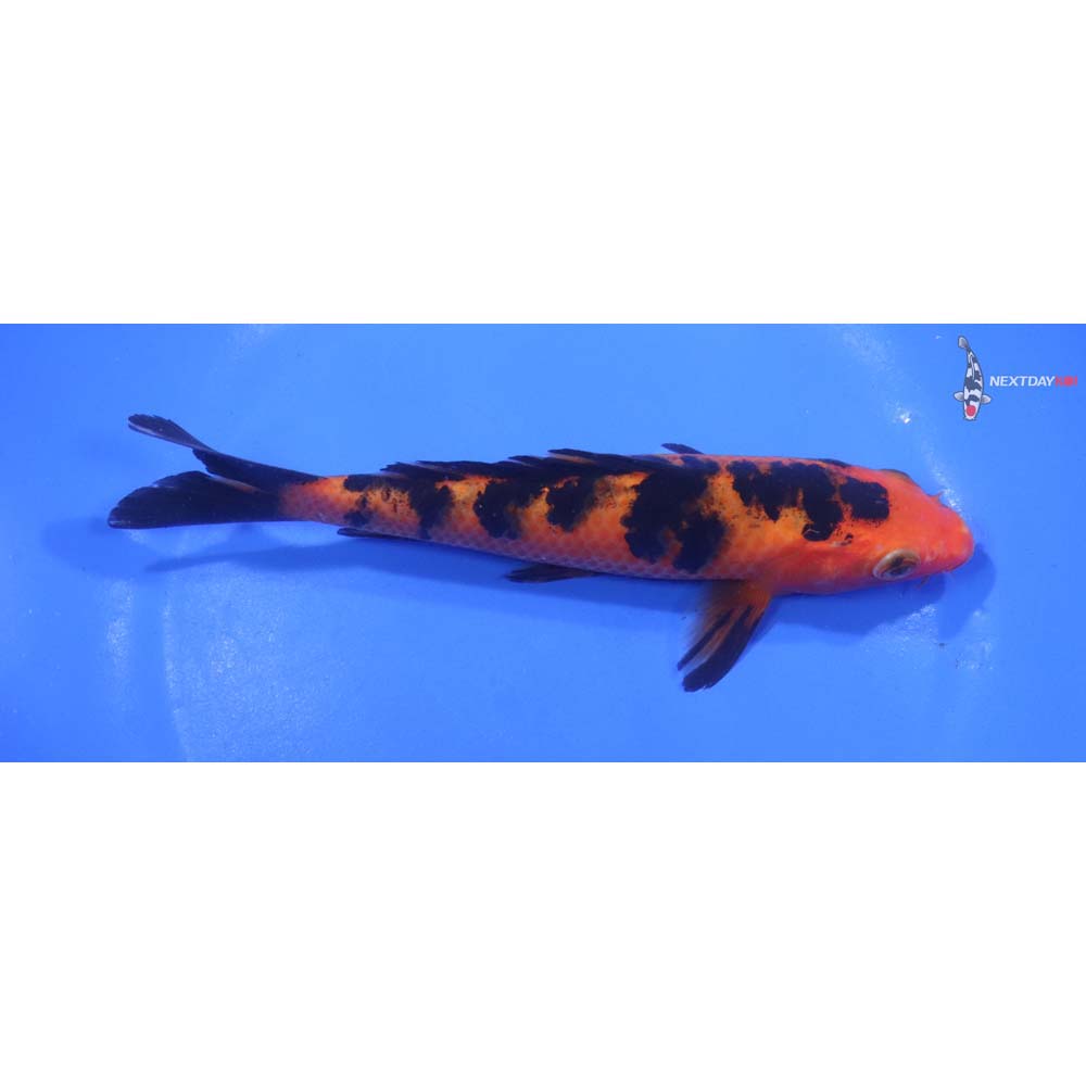 6” Imported Aka Bekko