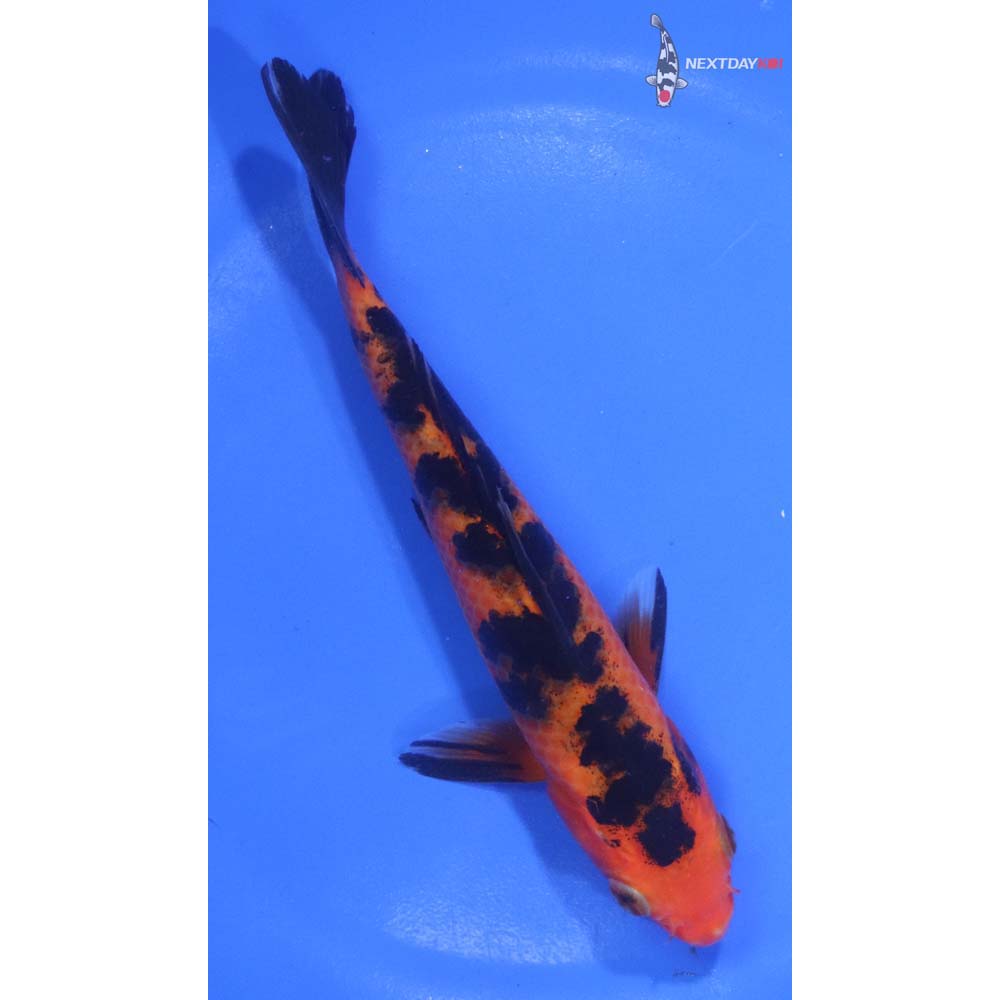 6” Imported Aka Bekko