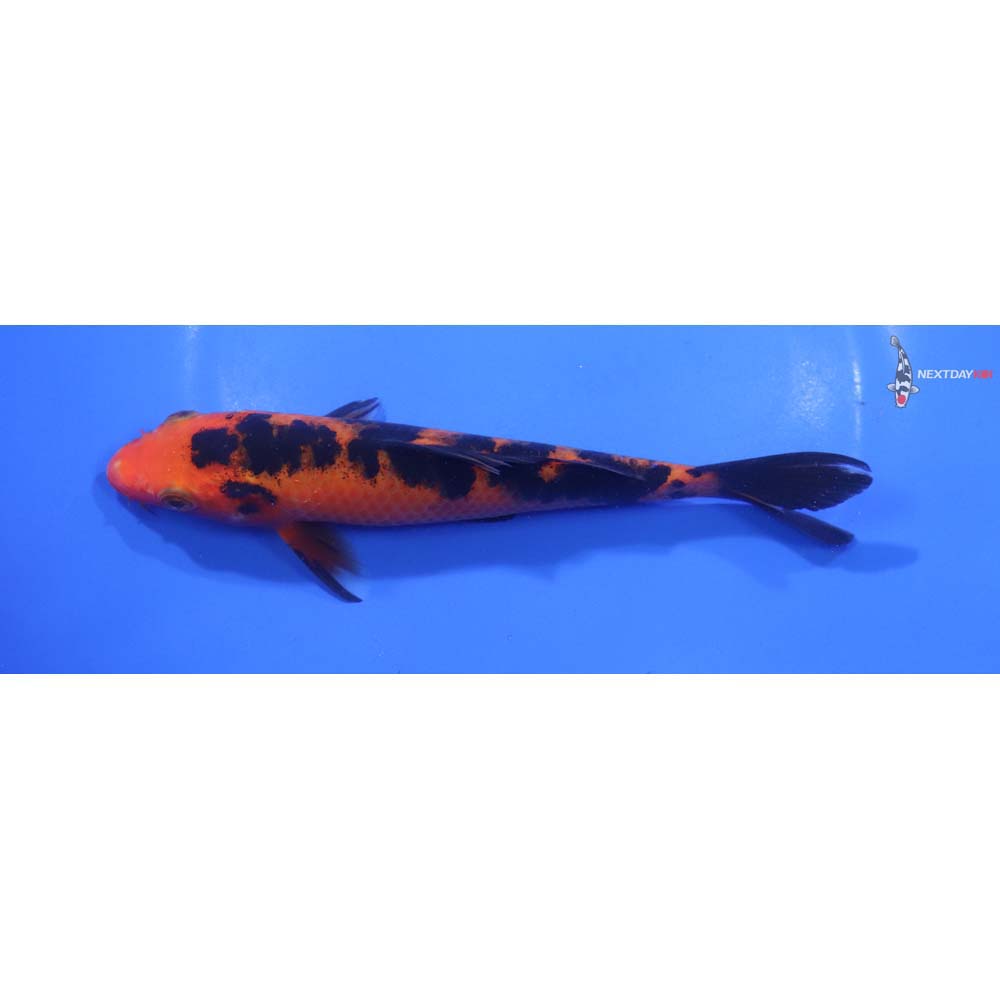 6” Imported Aka Bekko