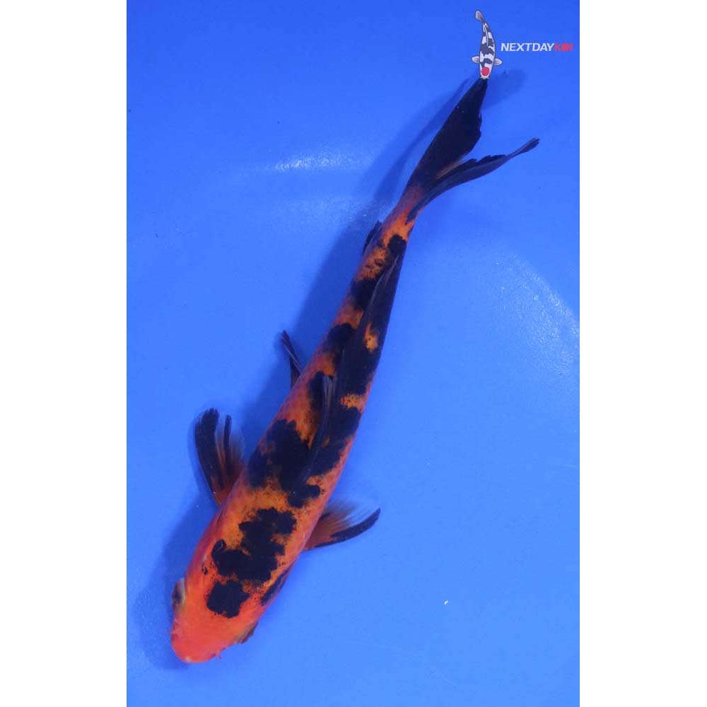 6” Imported Aka Bekko