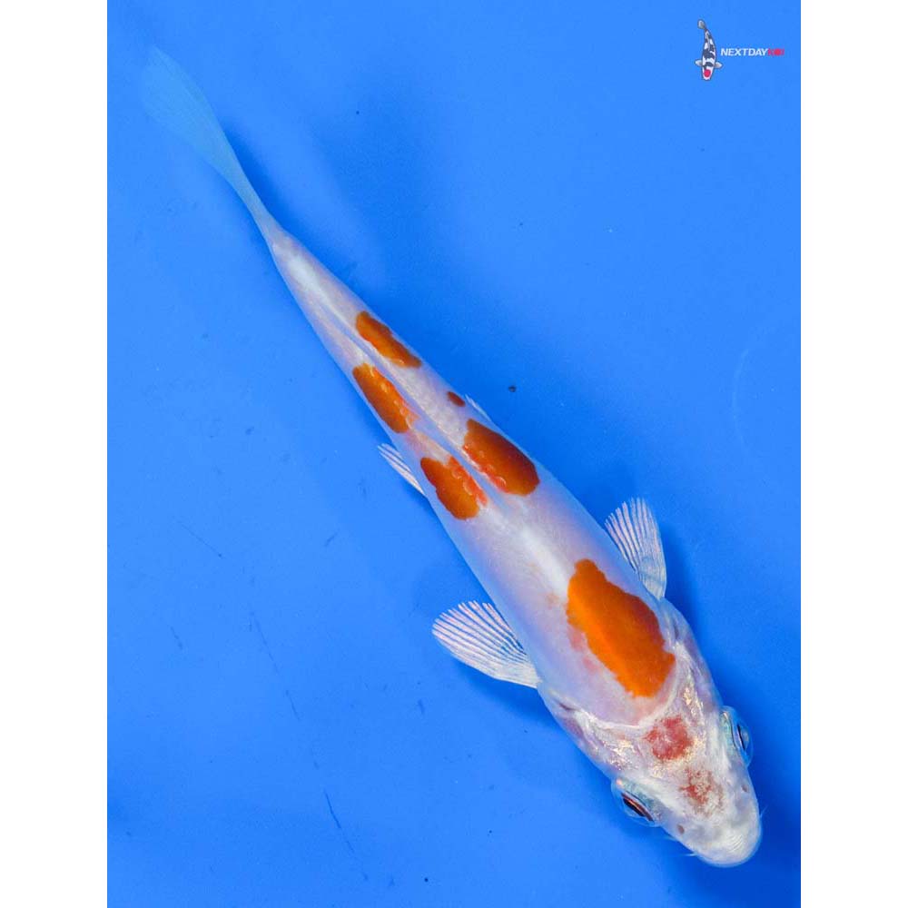 4” Imported Kikusui