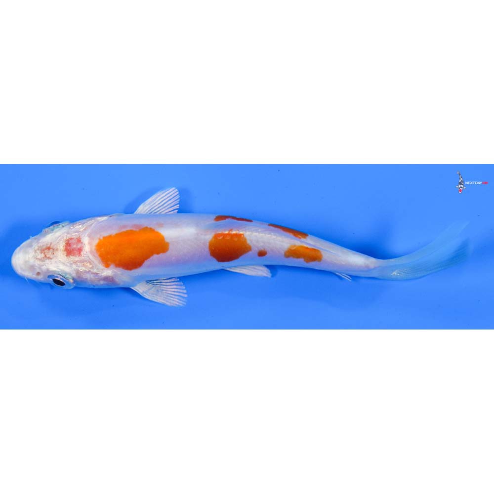 4” Imported Kikusui