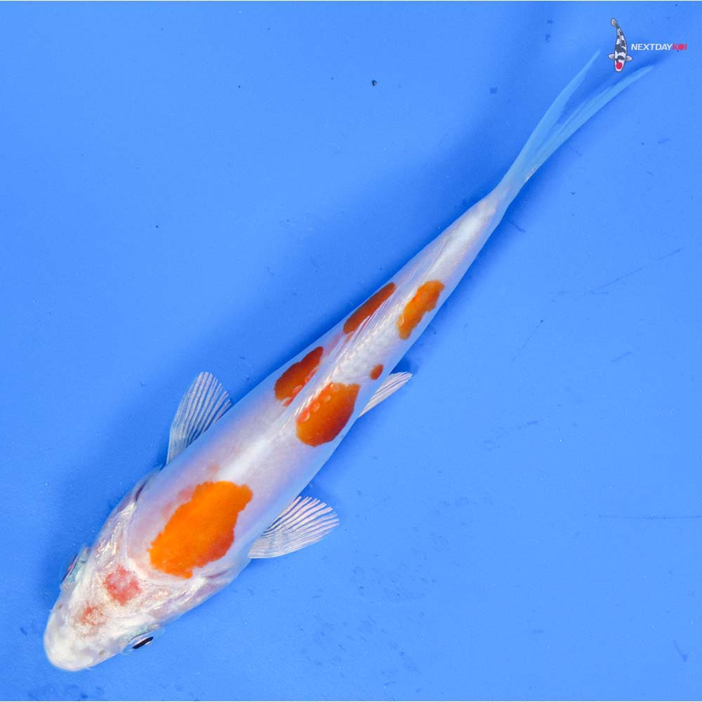 4” Imported Kikusui